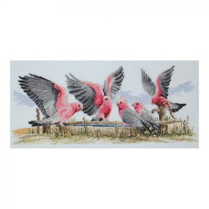 Galahs by the Water Pump